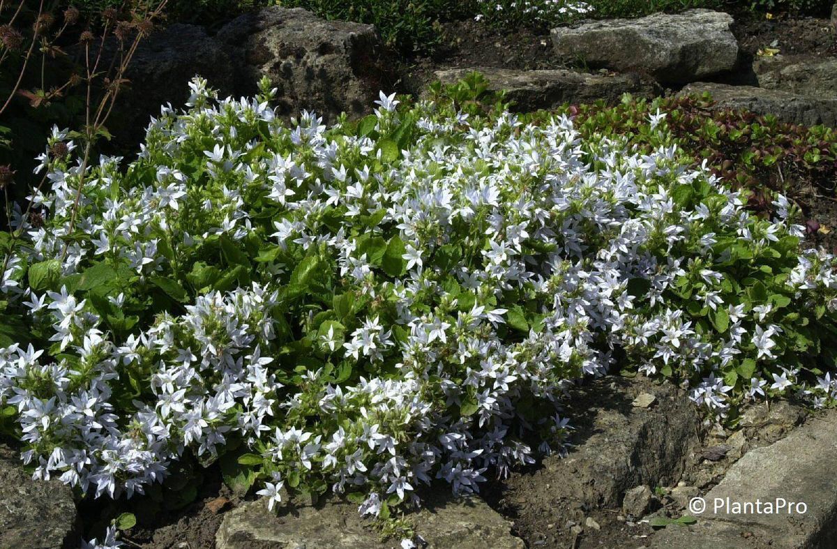 Campanula poscharskyana 'EH Frost'